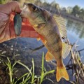 MK-Knives-Tools-Venn-Angler-Perch-MK-08.00444546-11.jpg